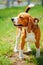Beautiful Brown And White Beagle Dog Standing