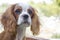 Beautiful brown white dog portrait Cavalier King Charles Spaniel