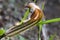 The Beautiful Brown White Flower of The  Friar`s Cowl or Larus in The Field In The Deep Shadow In The Early Spring