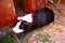 beautiful brown and white rodent feeding on grasses