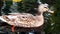 Beautiful brown wild duck swims closeup