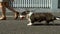 Beautiful brown young corgi dog walking in the green grass, slow motion