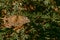 Beautiful brownish butterfly on a green grass