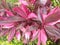 beautiful brownish red flowers decorated with small green leaves on the edges.  really interesting