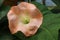 Beautiful brugmansia or angel's trumpet flowers close-up image