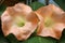 Beautiful brugmansia or angel's trumpet flowers close-up image