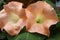 Beautiful brugmansia or angel's trumpet flowers close-up image
