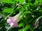 beautiful brugmansia, pink flower blooming among green leaves, stramonium dope.