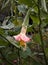 Beautiful Brugmansia Starburst Angel Trumpet in Garden