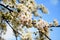 Beautiful brunch of a blooming fruit tree