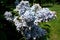 Beautiful brush of fragrant blue lilac