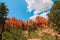 Beautiful Bryce Canyon National Park in Utah, USA. Orange rocks, blue sky. Giant natural amphitheaters and hoodoos formations.