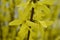 Beautiful buch of Forsythia with yellow flowers