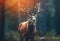 beautiful buck in sunlight with blurred background