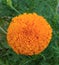 Beautiful bud of flowering decorative orange yellow flowers TAGETES PATULA ORANGE BOY on a flowerbed in a city square