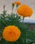 Beautiful bud of flowering decorative orange yellow flowers TAGETES PATULA ORANGE BOY on a flowerbed in a city square