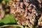 Beautiful Budding Hydrangea Bush Covered with Buds