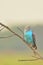 beautiful budgerigar parakeet or budgie perching on a branch in wild with blurred background