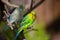 Beautiful Budgerigar sitting on a tree