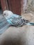 Beautiful budgie