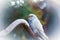 Beautiful budgie parakeet bird sitting on tree branch image