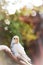Beautiful budgie parakeet bird sitting on tree branch image