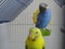 Beautiful budgies