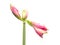 Beautiful buds of the bulbous plant Hippeastrum. Pink buds on a white background. Isolated hippeastrum inflorescence