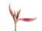 Beautiful buds of the burgeoning bulbous plant Hippeastrum. Red buds on a white background. Isolated hippeastrum inflorescence