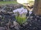 Beautiful buds of flowers in the garden of the House