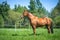 Beautiful budyonny mare horse in green field