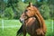 Beautiful budyonny mare horse in green field