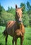 Beautiful budyonny mare horse in green field