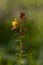 Beautiful Bulbine frutescens