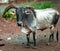 Beautiful bull in farms in mumbai in india