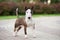 Beautiful bull terrier dog outdoors in summer