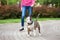 Beautiful bull terrier dog outdoors in summer