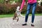 Beautiful bull terrier dog outdoors in summer