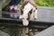 Beautiful bull terrier dog outdoors in summer