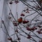 A beautiful bullfinch on a cloudy winter morning sits on a branch of a Rowan tree and eats red berries covered with frost.