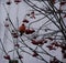 A beautiful bullfinch on a cloudy winter morning sits on a branch of a Rowan tree and eats red berries covered with frost.