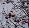 A beautiful bullfinch on a cloudy winter morning sits on a branch of a Rowan tree and eats red berries covered with frost.