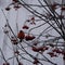 A beautiful bullfinch on a cloudy winter morning sits on a branch of a Rowan tree and eats red berries covered with frost.