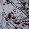 A beautiful bullfinch on a cloudy winter morning sits on a branch of a Rowan tree and eats red berries covered with frost.