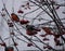 A beautiful bullfinch on a cloudy winter morning sits on a branch of a Rowan tree and eats red berries covered with frost.