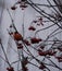 A beautiful bullfinch on a cloudy winter morning sits on a branch of a Rowan tree and eats red berries covered with frost.