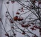 A beautiful bullfinch on a cloudy winter morning sits on a branch of a Rowan tree and eats red berries covered with frost.