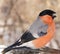 A beautiful bullfinch pecks the seeds of salted sunflower