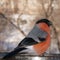 A beautiful bullfinch pecks the seeds of salted sunflower