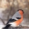 A beautiful bullfinch pecks sunflower seeds in winter